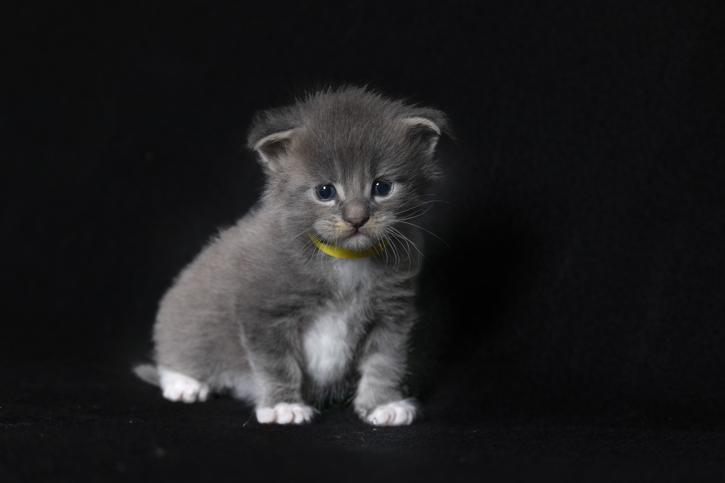 Filhote maine coon